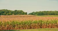 As family farms decline and the climate heats up, farmers weigh what to do with their land