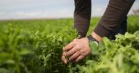 More than 249,000 farmers begin to receive today 494.5 million in aid for fertilizers