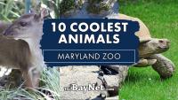 10 Of The Coolest Animals You Can See At The Maryland Zoo