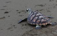 US appeals court rejects challenge to turtle excluder device requirements in Louisiana