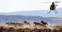 The US beef industry wants America to slaughter wild horses for meat