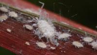 Invasive bug confirmed in Georgia for the 1st time. What happens next?