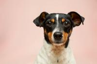 Cheyenne Woman Starts 'Prairie Paws,' Dog Rescue