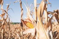 How this summer’s heat and drought impacted crops in Europe – in six charts