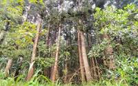 At 29, environmentalist Elphic Tossi is pursuing an ambitious vision in Kilifi County: turning a piece of land in Masheheni, Magarini, into an agro-ecological camp