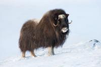 I took an expedition cruise from Iceland to Greenland and it was the trip of a lifetime