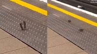 London Underground Turns Boxing Ring As Two Mice ‘Throw Punches’, Viral Video Has Internet In Splits | WATCH