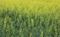 New web-based program created for farms by Lethbridge Polytechnic research group