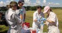 ‘Tick magnets’ guide UK ecology research, tool testing and student learning