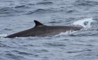 A fin whale defies science: made a 3,000 km interoceanic journey between Chile and Argentina