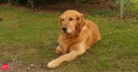In 2013, Czech researchers studied 70 dogs across 37 breeds and found north-south alignment during defecation; the findings suggested dogs may sense Earth’s magnetic field