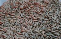 Association of Stevedoring Companies: Latvian grain is given priority at ports and is not displaced by transit cargo