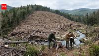 In 1965, scientists clear-cut a New Hampshire watershed and measured what washed out; stream nitrate rose 56-fold, and the findings helped reshape forestry practices