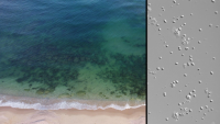 Did Gaza sewage fuel the algae crisis shutting Israel’s desalination plants?