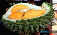Malaysian Durians Could Clear China Customs In 3-4 Hours Under Proposed Fast-track Mechanism