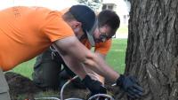Prince Albert trees remain Dutch Elm Disease free