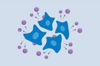 New method allows scientists to follow gene activity over time in the same cells