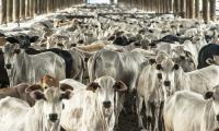 Brazil considers ‘reciprocal measures’ over EU ban on meat imports