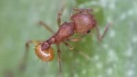 Public warned to stay alert for little fire ants