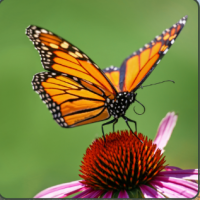 September Preschool Nature Time at Wilton Wildlife