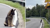 German Shepherd Dumped On Street Corner Patiently Waits For His Family To Come Back For Him