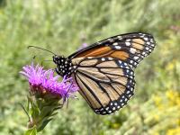 Monarchs make their way through Kansas