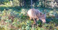 From poop to plants, how wolves help blueberries grow and spread in northern Minnesota