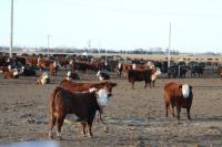 Anthrax Confirmed in South Dakota Herd