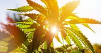 Montana's home-grown cannabis industry featured by national magazine