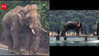 Lone Malaysian elephant, who went viral for walking 100 km with an injured leg amid traffic to return to his herd, finds new home