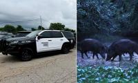 Oklahoma man, 63, killed in freak accident involving ten WILD PIGS