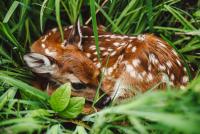 Open Letter to South Dakota: Stop Touching Cute Baby Animals