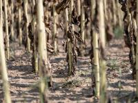 Drought drives up Swiss milk and potato prices
