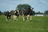 Brazil, EU: meat imports will resume once they comply with EU regulations