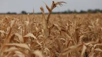 Weather, wars send global food prices to nearly 4-year