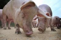 British pork at risk as pig farmers warn of crisis