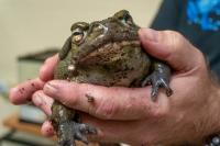 No licking. How scientists study Sonoran desert toads.