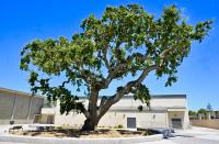 Letters: Good News Bears needs storage help | Questions for candidate | Class of 1976 reunion | Strum and Hum