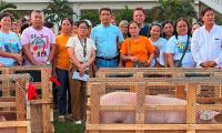 Cebu hog industry eyes recovery as 400 premium-bred gilts distributed to farmers
