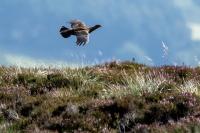 Call to arms by countryside campaigners after government announces review into shooting gamebirds