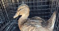 Nebraska Wildlife Rehab saves Husker duck from nearly 5-foot shoelace