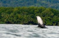 Costa Rica’s Whale and Dolphin Festival Returns This Weekend