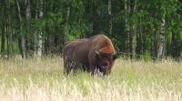 Polish naturalists saved European bison from extinction, research reveals