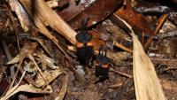Meet the ‘Devil Flower,’ a Creepy New Plant Scientists Just Discovered