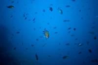 Blue-Green Chromis Sold in Reef Tanks for Decades Was Actually Two Species