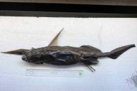 A New ‘Ghost Shark’ Species Was Just Discovered Lurking in the Deep Sea Off Costa Rica