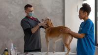 South Africa rabies deaths reach 15: pet owners urged to vaccinate