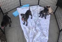 FairyTails Pet Adoptions hosts their weekly pet adoption and ice cream social