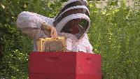 Sweet non-profit uses honeybees to help military vets cope with PTSD Hives for Heroes is a national nonprofit that pairs veterans and first responders with experienced beekeepers