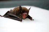 North Dakota Rabies Cases Climb As Bat Season Peaks